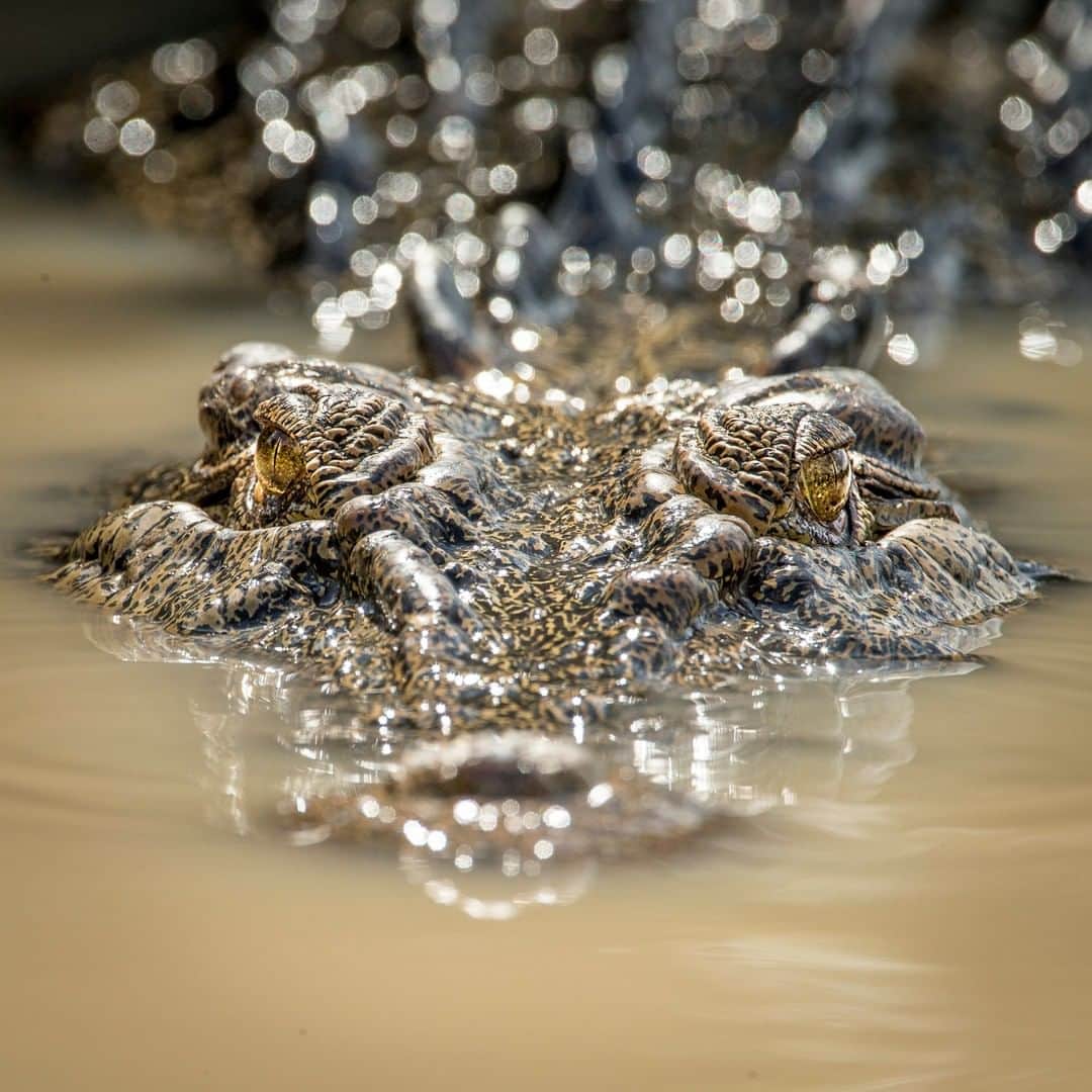 のインスタグラム：「Photo by Trevor Frost @tbfrost | Face-to-face with a saltwater crocodile, the world's largest reptile, on the Adelaide River in Australia, where crocodiles are known for jumping out of the water to grab chickens dangled from poles for tourists. To see more animal imagery, head over to @tbfrost」