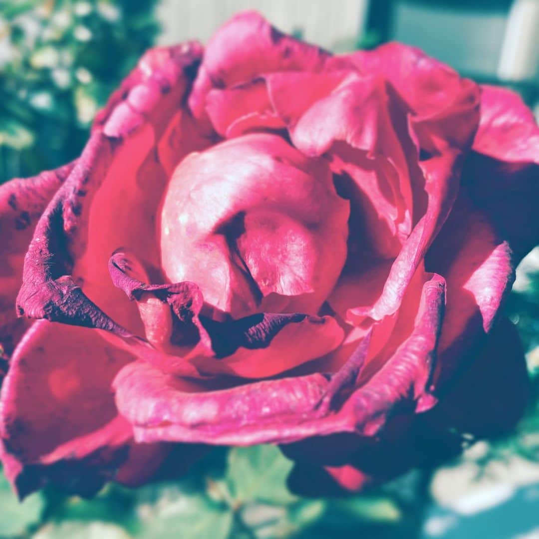 中野敬久さんのインスタグラム写真 - (中野敬久Instagram)「#flower #flowersoflife #red #rose」12月10日 8時53分 - hirohisanakano