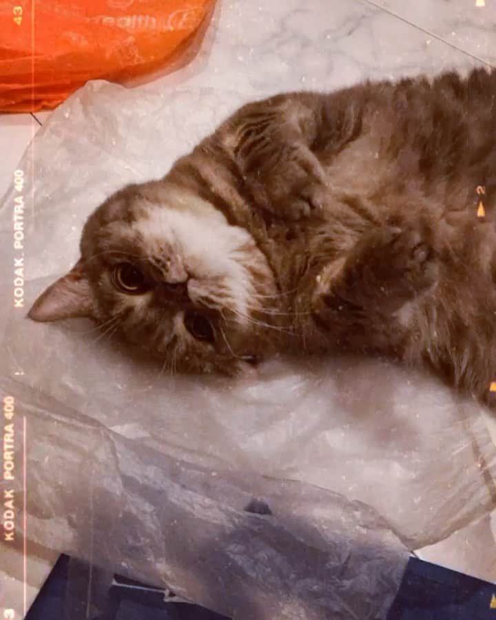 Pancakeのインスタグラム：「またたび遊び❣️Pancake loves silvervine more than catnip (´･д･｀) ... #cats #catlovers #catstagram #catsoninstagram #catsofinstagram #catoftheday #sgcats #pets #petlovers #pancake #petstagram #instagramcats #munchkincats #neko #ねこ #マンチカン」