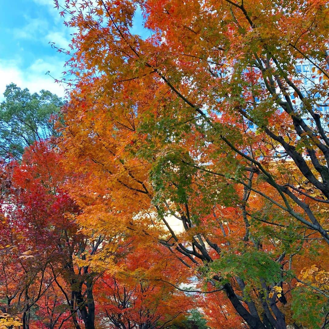 新井恵理那さんのインスタグラム写真 - (新井恵理那Instagram)「今日は紅葉を♪  逆さ紅葉と、黄、橙、緑、紅葉( ＾∀＾)青空とのコントラストが清々しい！いい日になりそう♪ #紅葉 #新井恵理那 #centforce」12月10日 9時31分 - elina_arai