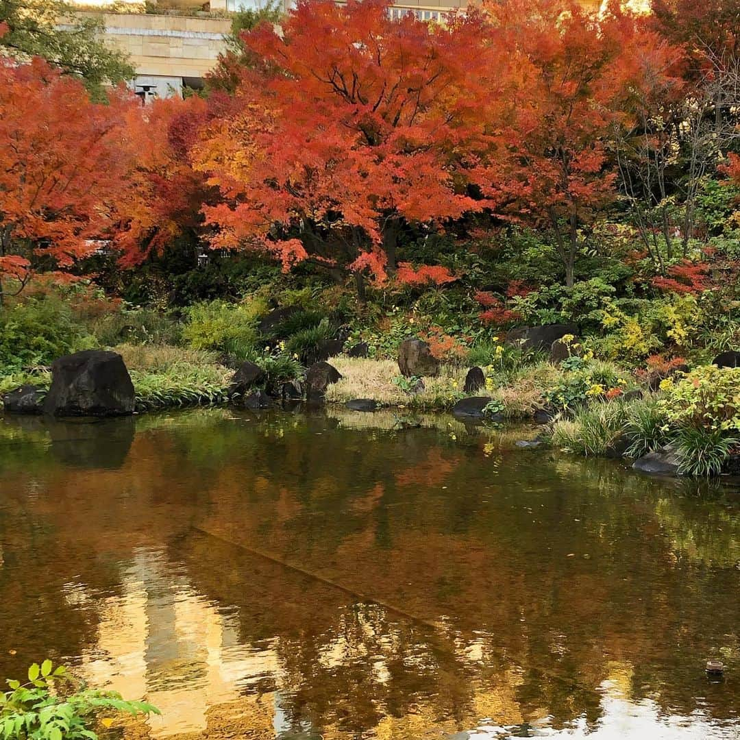 新井恵理那さんのインスタグラム写真 - (新井恵理那Instagram)「今日は紅葉を♪  逆さ紅葉と、黄、橙、緑、紅葉( ＾∀＾)青空とのコントラストが清々しい！いい日になりそう♪ #紅葉 #新井恵理那 #centforce」12月10日 9時31分 - elina_arai