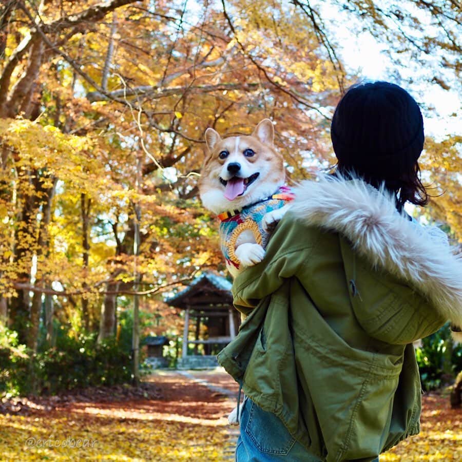 ericoのインスタグラム：「✩ 遅ればせながら紅葉狩りな件 ✩ #紅葉終わってた #力丸一家あるあるな件 #紅葉のタイミング逃しがち #でも銀杏綺麗だった #黄色い絨毯でした ✩  #それいけ力丸くん #コーギー  #犬のいる暮らし#pembrokewelshcorgi  #corgistagram #barked #buzzfeed #corgisofinstagram  #dailyfluff #9gag」