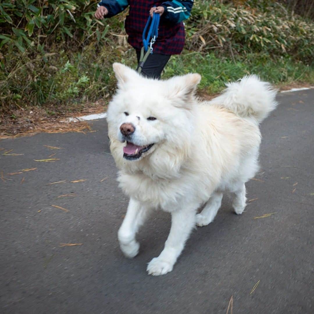 のインスタグラム：「すたすたと 秋から冬へ 歩みゆく  #busakawa #longhair #longcoat #akitainu #dog #wasao #ぶさかわ #長毛 #秋田犬 #わさお」