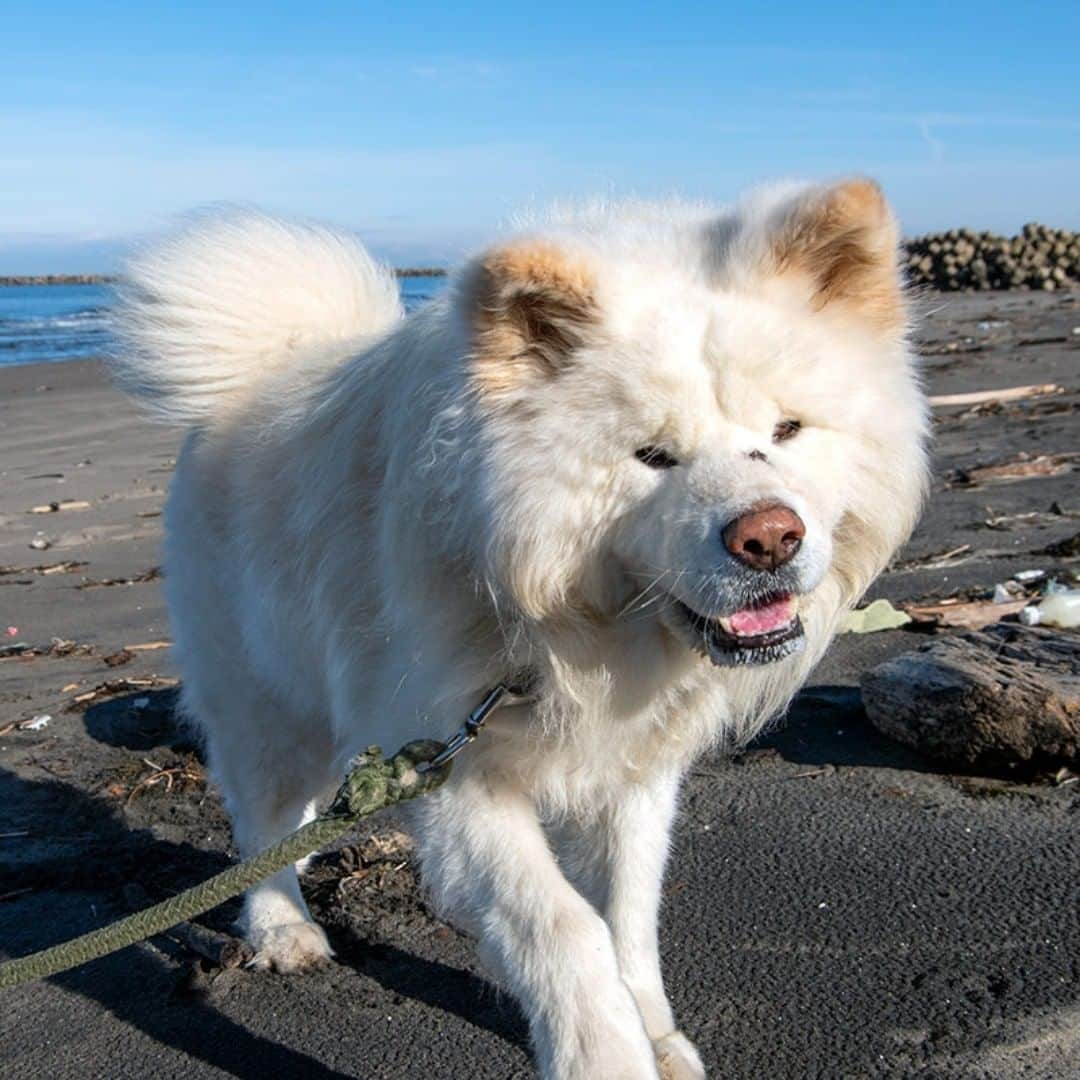 のインスタグラム：「ぎらぎらと　してないやさしい 冬の海  #busakawa #longhair #longcoat #akitainu #dog #wasao #ぶさかわ #長毛 #秋田犬 #わさお」