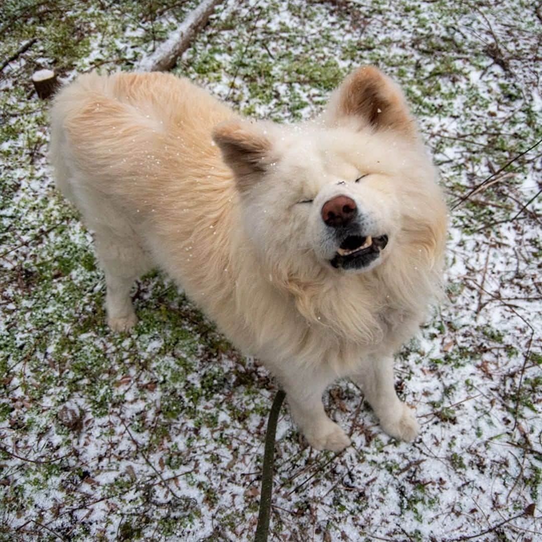 のインスタグラム：「初雪に 笑顔ほころぶ 犬だしね  #busakawa #longhair #longcoat #akitainu #dog #wasao #ぶさかわ #長毛 #秋田犬 #わさお」