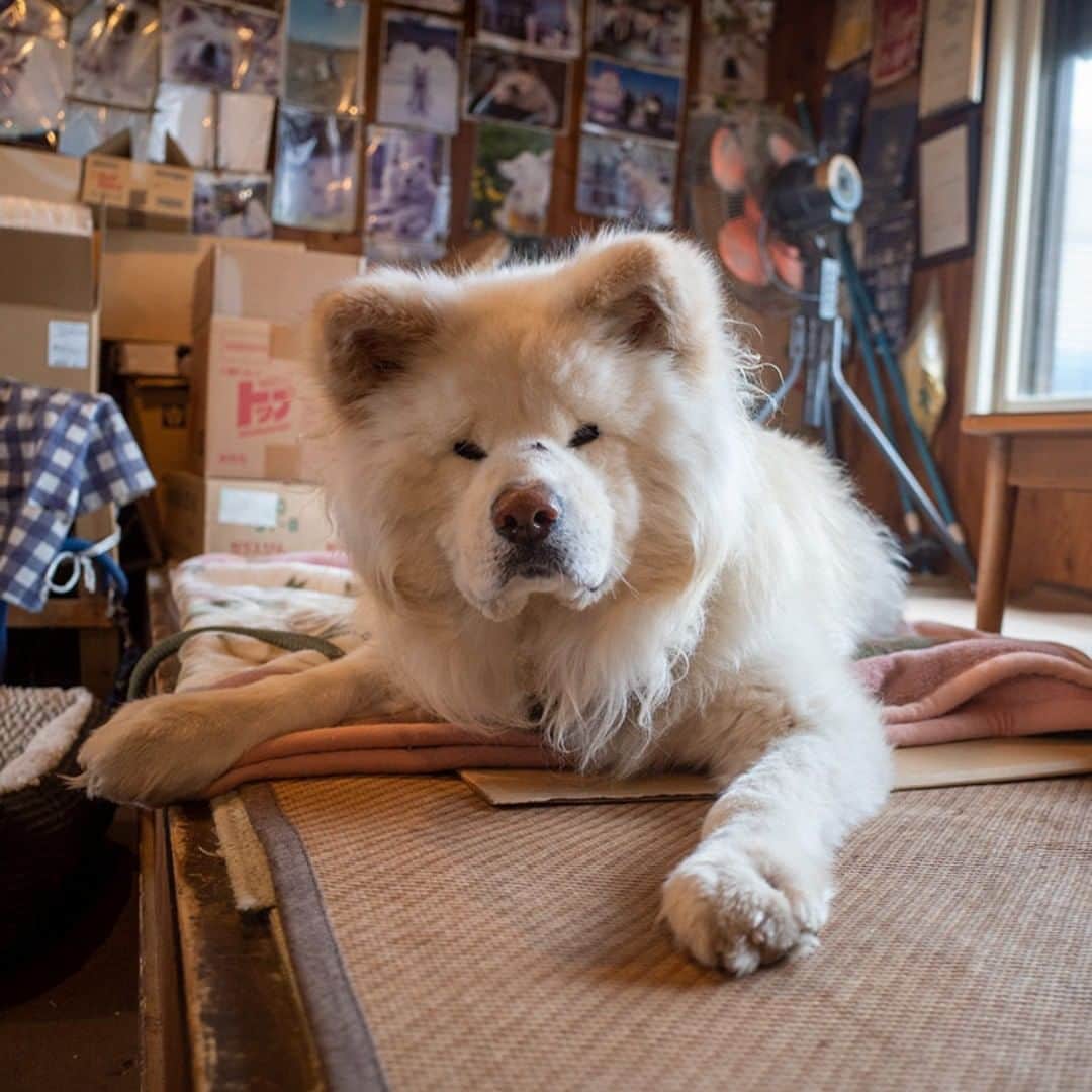 のインスタグラム：「冬嵐 お座敷犬で ぬくぬくと  #busakawa #longhair #longcoat #akitainu #dog #wasao #ぶさかわ #長毛 #秋田犬 #わさお」