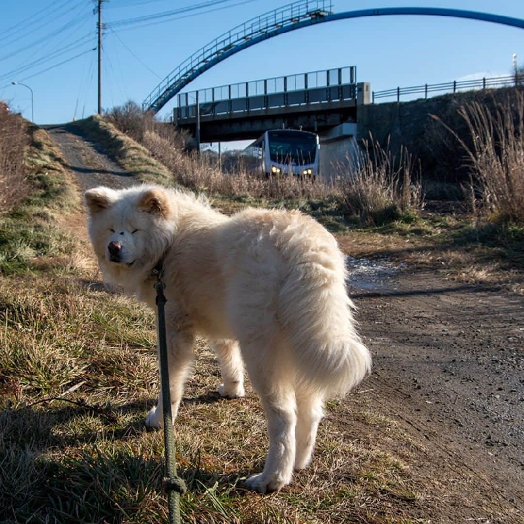 わさおのインスタグラム：「なんか来た でっかいやつが 散歩道  #busakawa #longhair #longcoat #akitainu #dog #wasao #ぶさかわ #長毛 #秋田犬 #わさお」