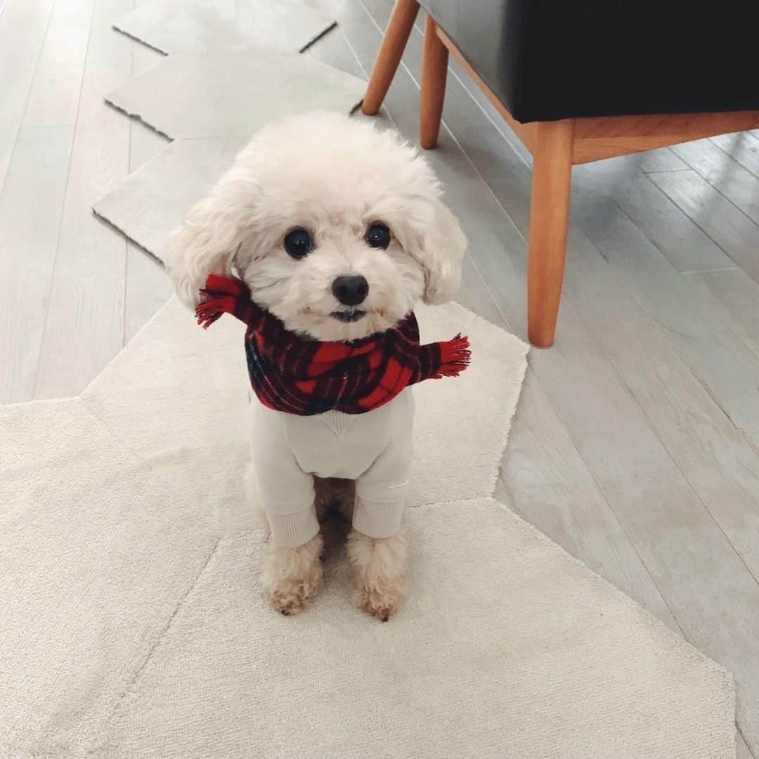 mizuのインスタグラム：「. 昨日はたくさんの方にショップをご覧いただきましてありがとうございました。 お問い合わせを多数いただいております赤いチェックのマフラーですが、そう多くはないですが再販売できそうですので、また日時が決まりましたらお知らせいたします。 お問い合わせのお返事は明日以降にさせていただきます。　 よろしくお願いいたします。」