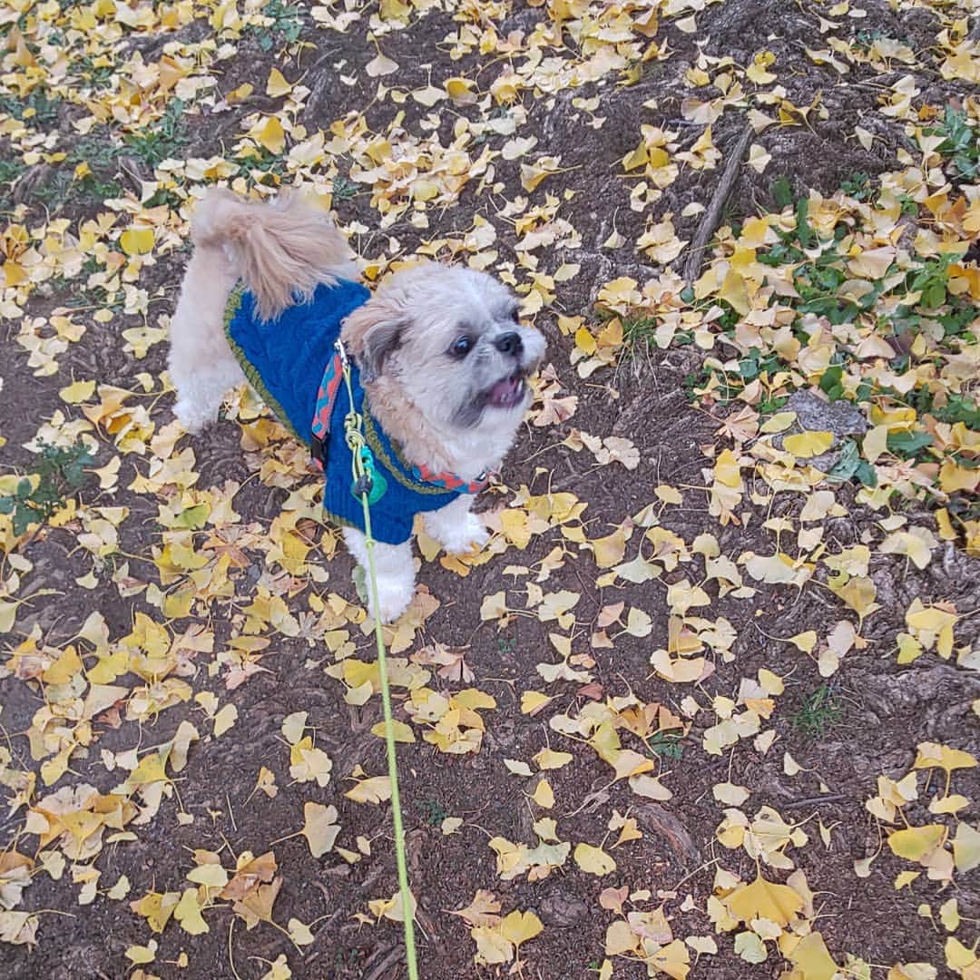 タンゲクンのインスタグラム：「落ち葉の12月 🍁🍁🍁 #旬太郎くん」