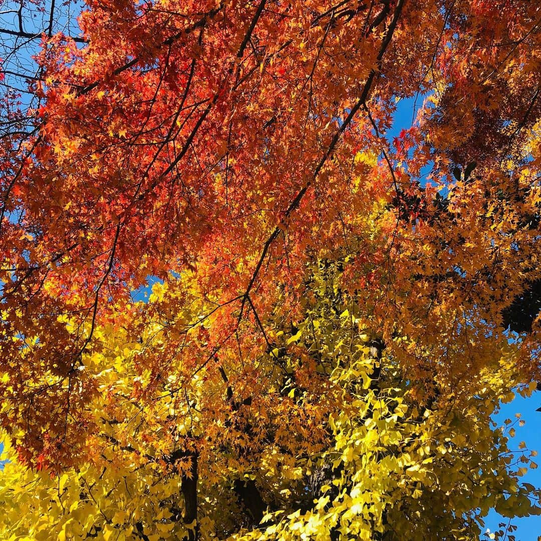 IKEさんのインスタグラム写真 - (IKEInstagram)「紅葉が綺麗  艶やかである。」12月10日 11時28分 - ike1984official