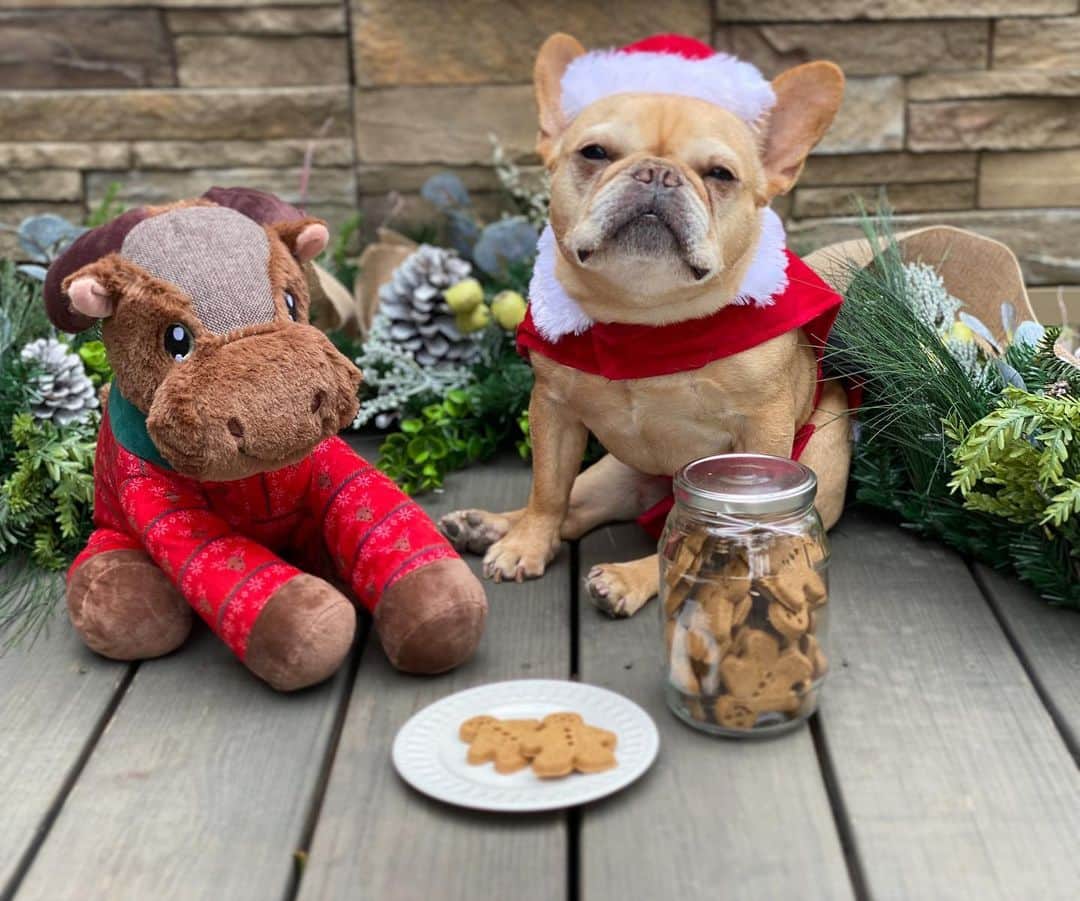 Hamlinさんのインスタグラム写真 - (HamlinInstagram)「Santa Paws here, checking in to see who’s been naughty and who’s been nice this year. I have my buddy, Mr. Reindeer here with me to help spread some holiday cheer. Stop by your local @Petco to see this year’s holiday toys and treats for your own doggo’s stocking stuffers. Now back to celebrating the holidays with my humans by dressing up to bring smiles to my family and friends! ………. #BrighterTogether #Petco #holidays」12月10日 11時53分 - hamlin_the_frenchie