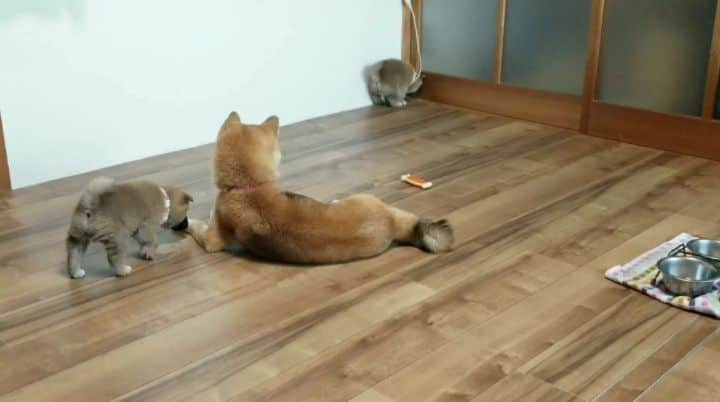 柴犬たま Shibainu Tamaのインスタグラム