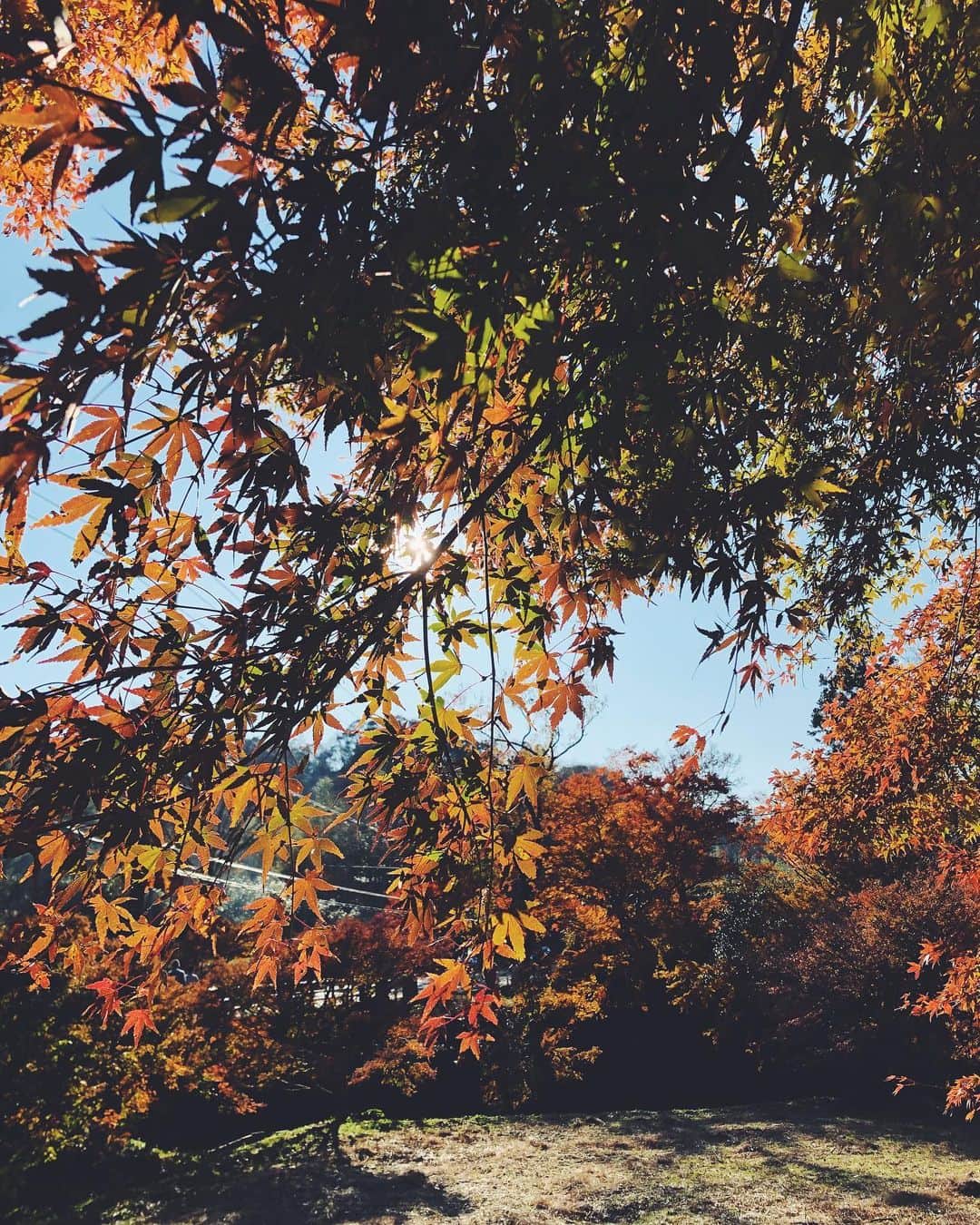 尾形沙耶香さんのインスタグラム写真 - (尾形沙耶香Instagram)「#autumncolors  #紅葉狩り 🍁」12月10日 12時39分 - sayakaogata