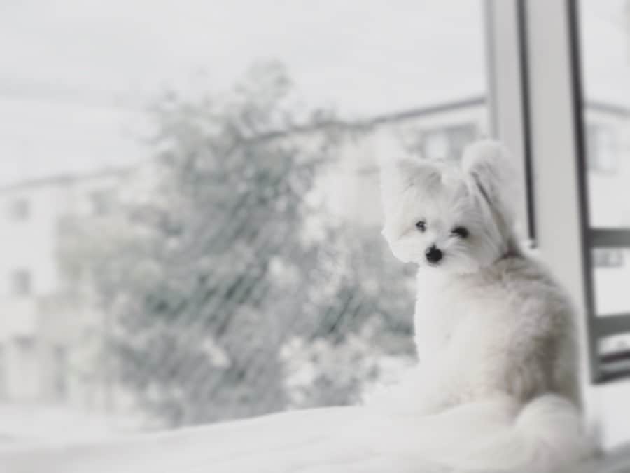 チャン・リーメイさんのインスタグラム写真 - (チャン・リーメイInstagram)「お天気良くなりそうで、 ✴︎ ならない１日。 ✴︎ お日さまが出ないと寒〜いね❄️ ✴︎ お昼寝でもしようか‥…💤😴 ✴︎ #たまには白黒　#寒い1日　#窓と犬　#ポメラニアンミックス #pomeranianmix  #元保護犬　#犬との暮らし　#窓と犬」12月10日 14時27分 - limeichiang
