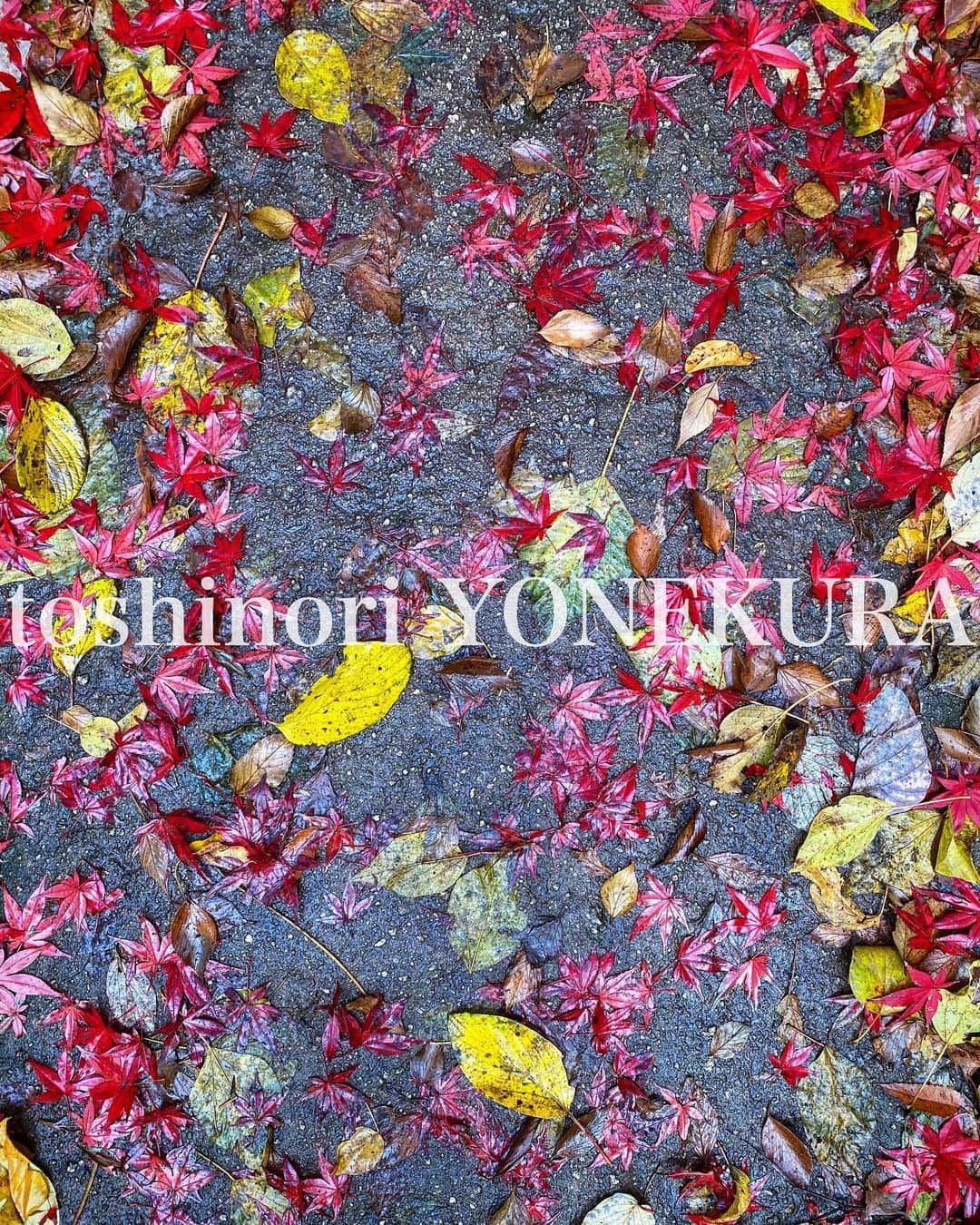米倉利紀さんのインスタグラム写真 - (米倉利紀Instagram)「🍁 #fall #winter #leaves #color #photo #tokyo #japan #music #randb #singer #fitness #bodymake #toshinoriyonekura #米倉利紀」12月10日 15時03分 - toshi_yonekura