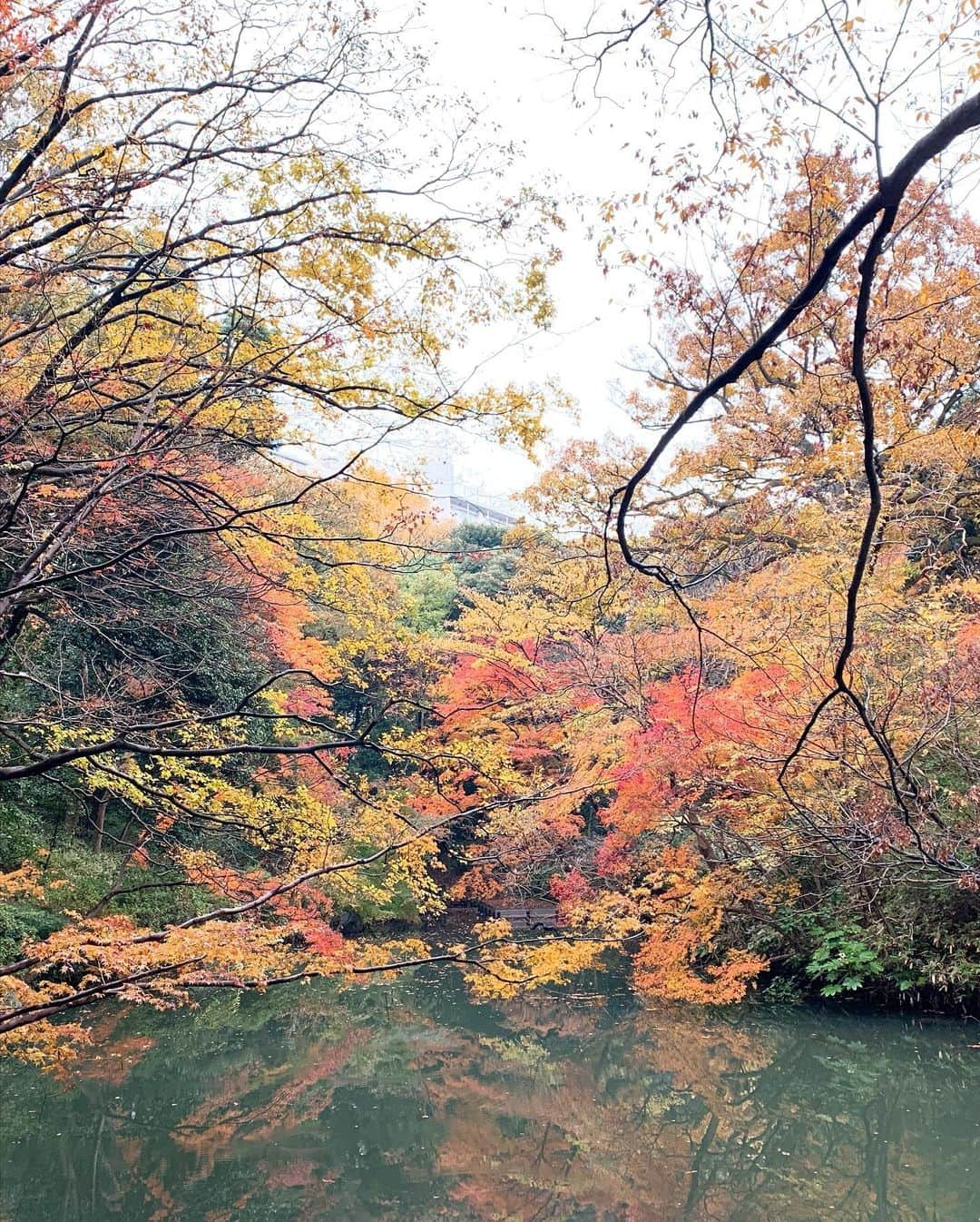 ゆうたむさんのインスタグラム写真 - (ゆうたむInstagram)「紅葉と🍁お抹茶🍵とお蕎麦 . . . 良きかな✨👵 . . . #凍えそうでした　#寒くて #六義園の紅葉 #六義園 #銭湯も行ったよ」12月10日 15時04分 - yuutamu_non