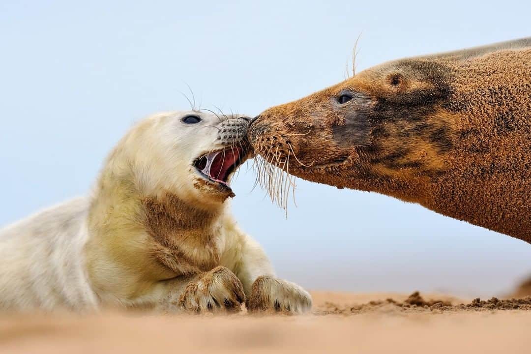 のインスタグラム：「Photo by @jasperdoest | At the end of autumn, most female grey seals haul themselves ashore to give birth. When pups are born, the mothers spin around to sniff them and get to know their smell—to be able to find their offspring within the colony. Female grey seals are dedicated parents, spending several weeks feeding their pups and losing up to 65kg in the process. Every day the pups drink two and a half liters of milk that is so rich that the seal pups can grow by as much as 30kg in two weeks. After a month or so, females leave their pups and head back out to sea, where they feed and mate again to give birth the next year. The pups can spend up to two weeks alone on the beach as they evolve a waterproof fur, after which they take the plunge into the sea and learn to fish for themselves. Follow @jasperdoest for more images of the wonders of nature and the human-wildlife relationship. #seals #greyseal #wildlife #babyseal」