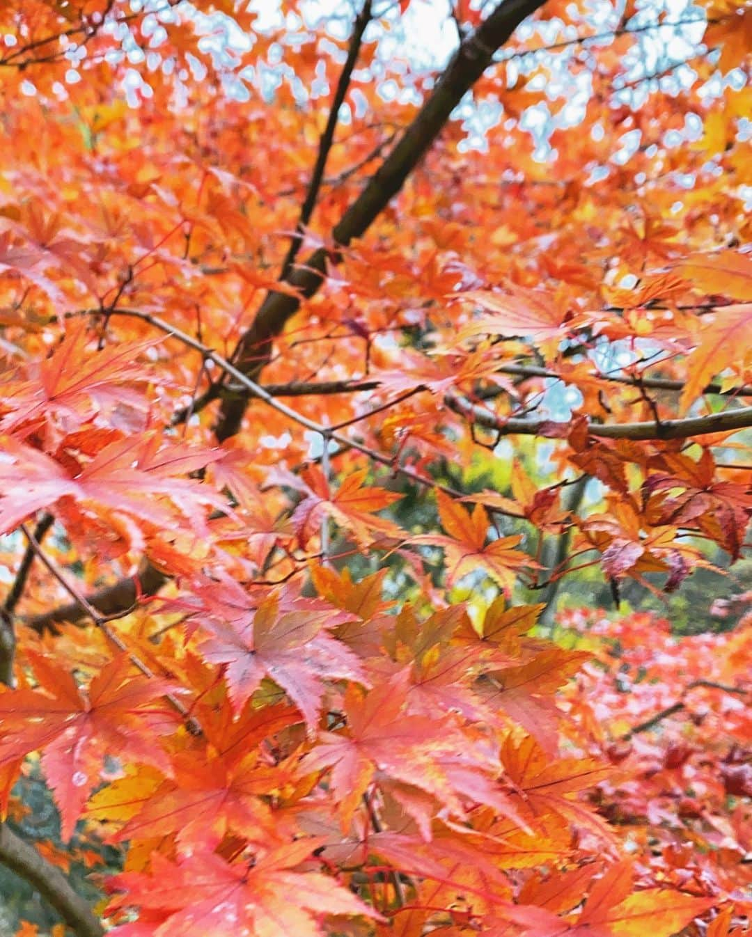 岡部あゆみさんのインスタグラム写真 - (岡部あゆみInstagram)「紅葉の箱根🍁 お部屋の半露天風呂🛁 気持ちよくて何回も入った☺︎ マッサージして 温泉入って 身体にいいご飯食べて リフレッシュ出来ました♡」12月10日 15時22分 - ayumi_okabe