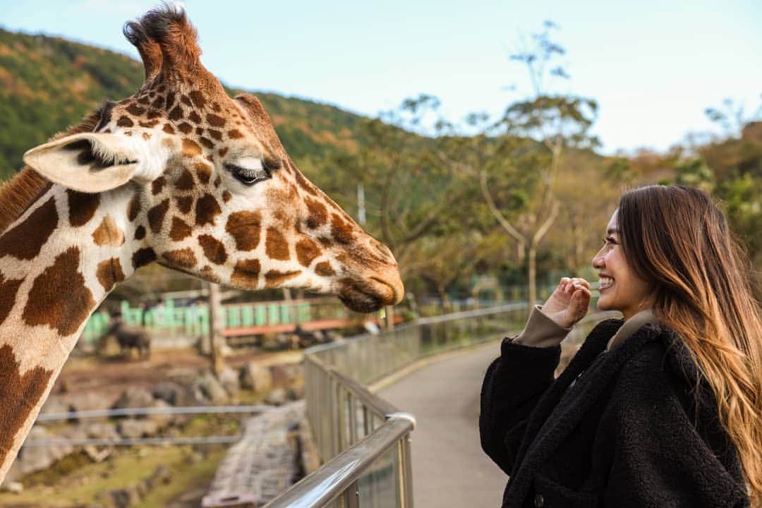 向山志穂のインスタグラム：「ずっと行きたかった動物園🐯  ここにいる動物たちはのんびり、優しい目をしていました😌 動物園、遊園地🎠🎡🎢 １日楽しめる素敵な場所✴  なかなか触れあえる事の出来ない動物に沢山触れあう事が出来て、私も娘も大興奮✨  めちゃくちゃ遠かったけど行って本当に良かった💞  カメラロールは娘と動物で沢山になりました😂💖 娘と私のお気に入りは🦒さん❤  #伊豆アニマルキングダム #動物園#触れあい#Zoo #Animals#IzU」