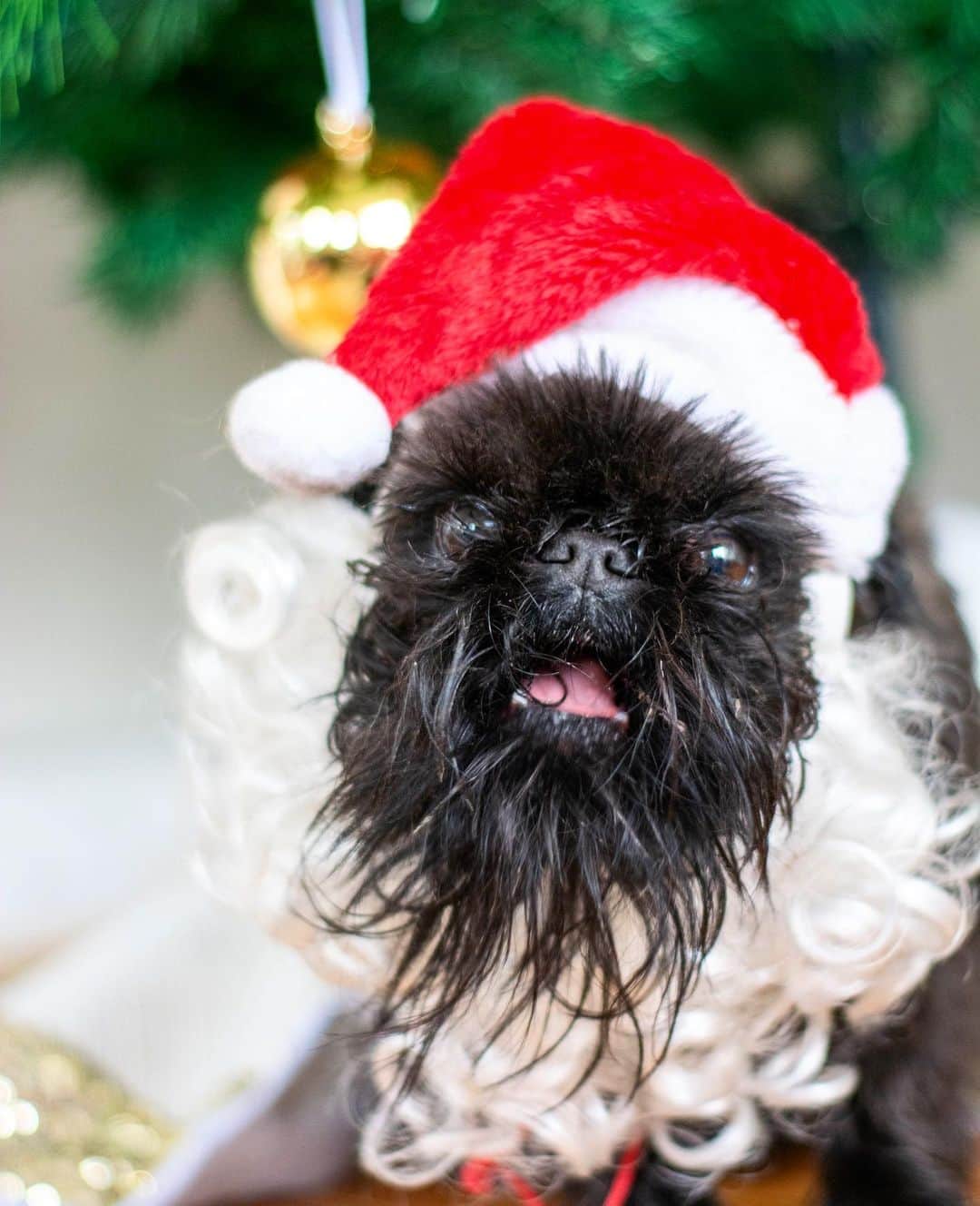 Digby & Aloのインスタグラム：「When you taste the Christmas tree decorations and they taste NOTHING like cookies.」