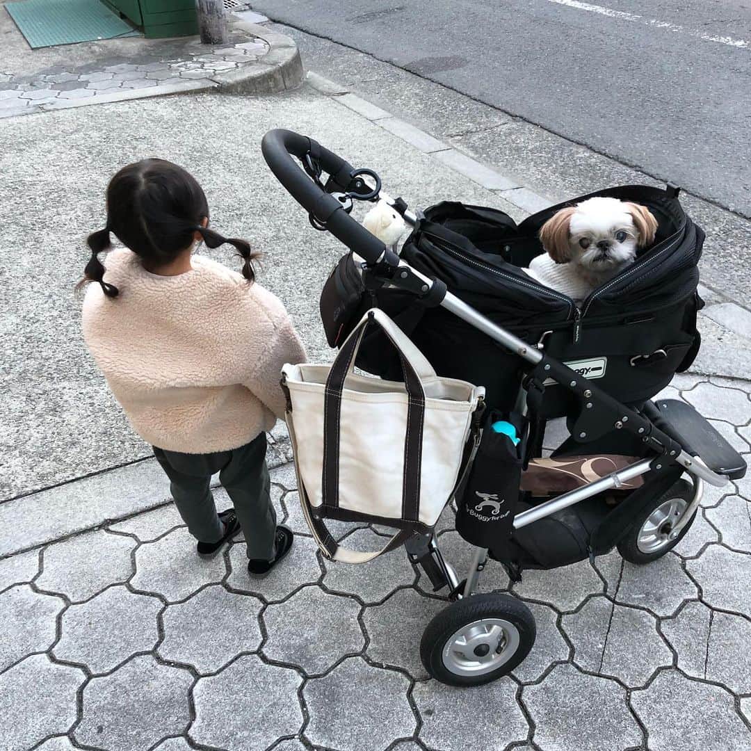 いりこのインスタグラム：「ベビーカーになってたエアバギーはまたいりこ用のドッグカートに戻りました🐶 それを押すのにはまっちゃった妹により、パン買いに行くだけでも連れ出されるいりこ。」