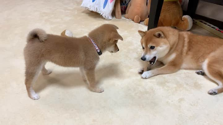 豆柴 サニーちゃんのインスタグラム