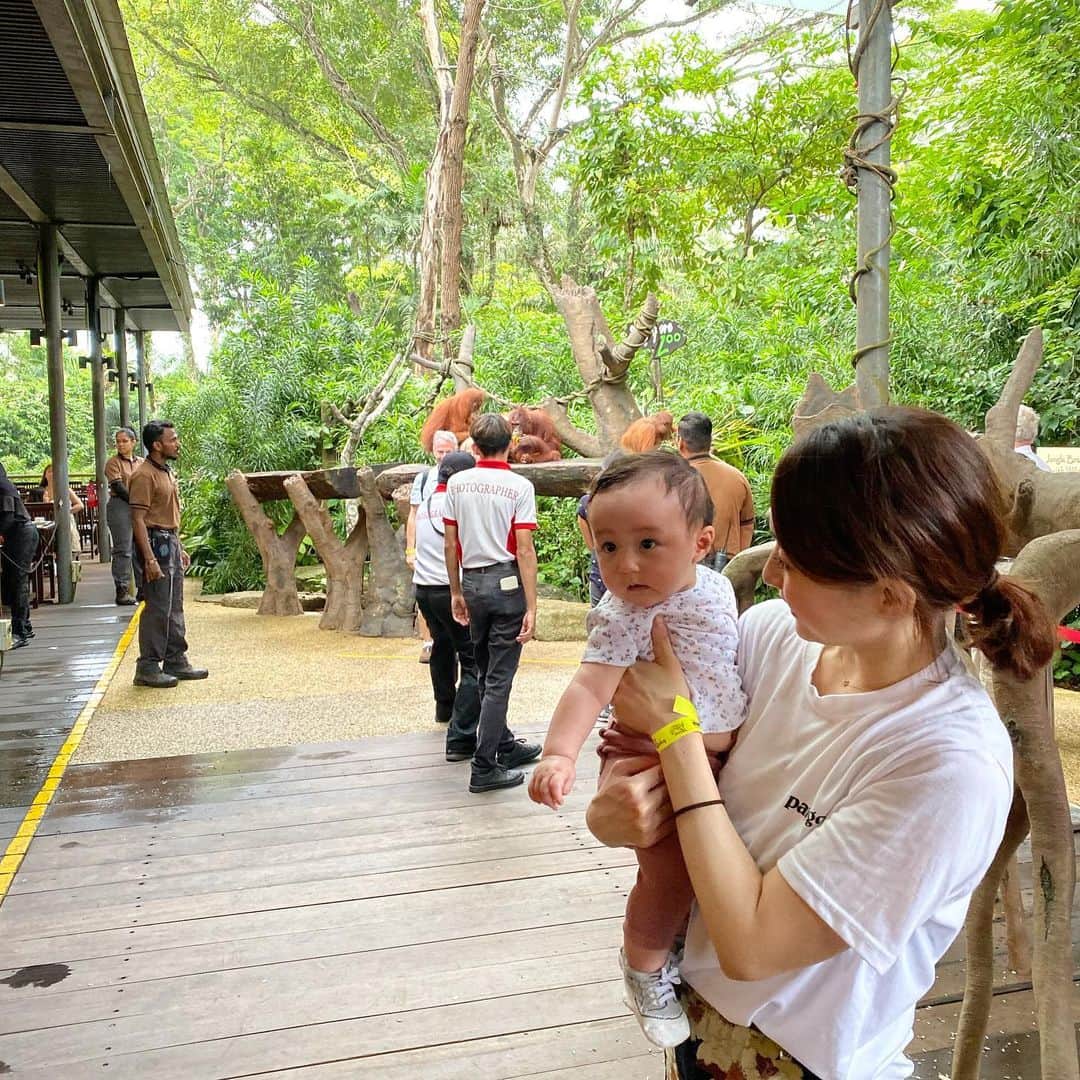 佐々麻梨江さんのインスタグラム写真 - (佐々麻梨江Instagram)「娘ズーデビュー❤️ #シンガポールズー　にてオラウータンと朝食&写真とってきた😀 動物ずきの親なのできっと好きになってくれるといいなぁ。 わたしと娘が休んでる間旦那さんは一人でコモドドラゴンやらチーター見にいって、目を輝かせてて旦那さんが一番楽しみました。 * * * #オラウータンと朝食  #オラウータンの英語の発音知らなかった #singaporezoo #ちゃっかり写真は買わされた #familyphoto #momlife  #ベビフル  #コモドドラゴン　が好きな旦那 #ママリ #babystagram  #子連れシンガポール #動物園デビュー」12月10日 18時27分 - maries129