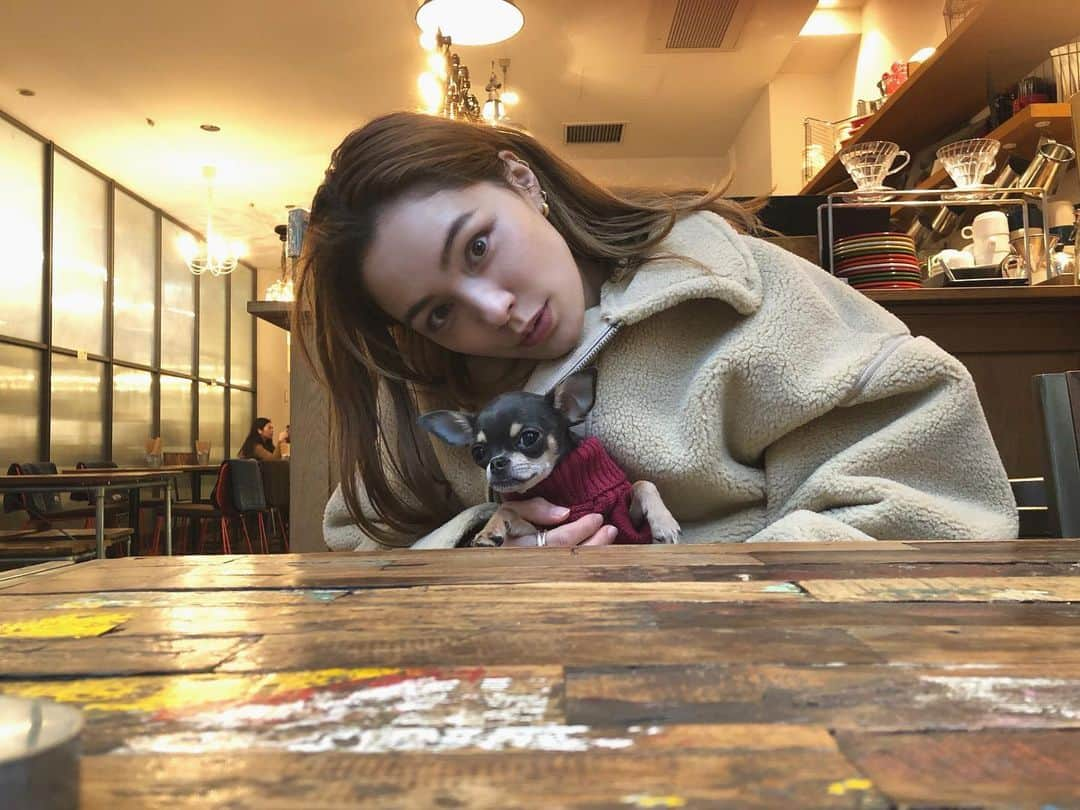 ステファニーさんのインスタグラム写真 - (ステファニーInstagram)「🐶🧶❤️ だだが買ってくれたニット着てご機嫌だね❤︎ (だだは旦那くんのことですw) #love #pretty #dog #chihuahua #チワワ #スムチー」12月10日 18時36分 - steph_0928_