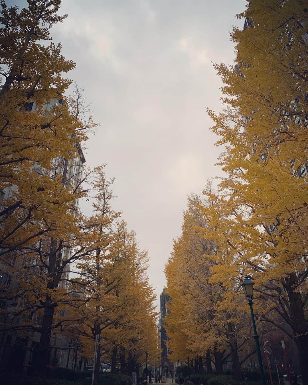 森なな子さんのインスタグラム写真 - (森なな子Instagram)「移動中。 曇り空でもイチョウ並木は美しかった😌 あの独特の香りがしないということは、あれ、どっちだっけ？ #tokyo #jpn #ginkgo」12月10日 18時38分 - nanako.m1988