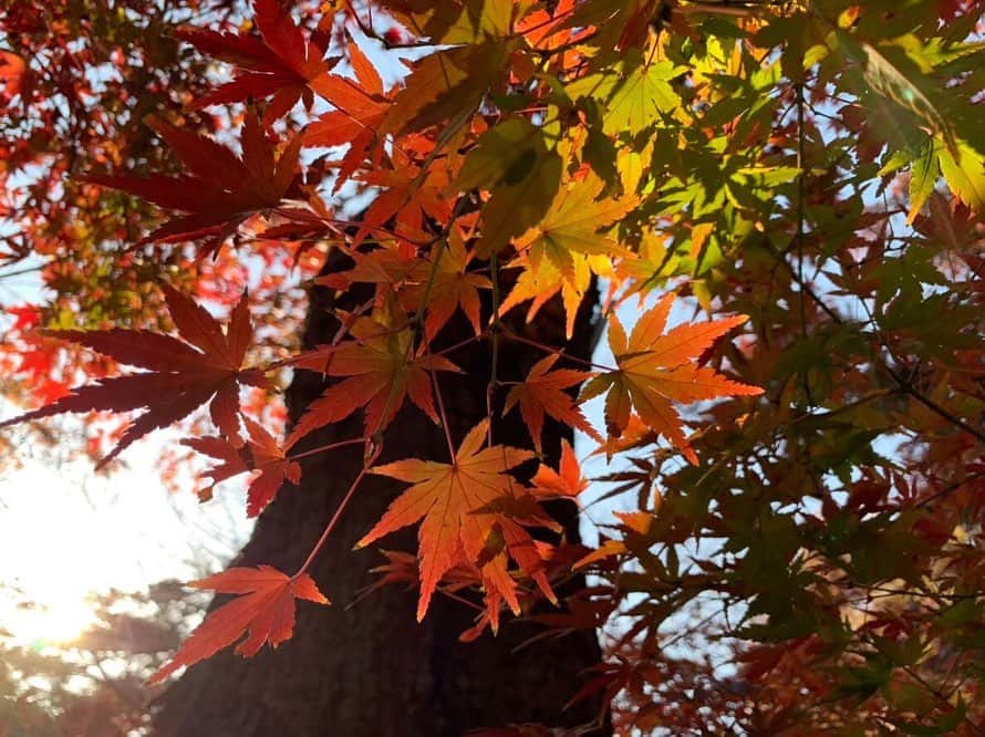 加藤雅美さんのインスタグラム写真 - (加藤雅美Instagram)「. 去年の今頃はちょうど友人と一緒に 紅葉を見に行っていました🍁 綺麗だったなぁ☺️✨ 今年は近所の公園の紅葉を家族で見ました🍁 皆さんは見に行きましたか⑅◡̈*？？ . コートとマフラーの季節になりましたね🧣 今年も残りわずか‼️早い。。✨ . #紅葉 #紅葉狩り #🍁#autumnleaves #autumn #instagood #instalook #love #happy #smile #red #leaves #leaves🍁 #enjoy #japan #japanese #japanesegirl #tokyo #followme #me #加藤雅美」12月10日 18時54分 - mamikato97