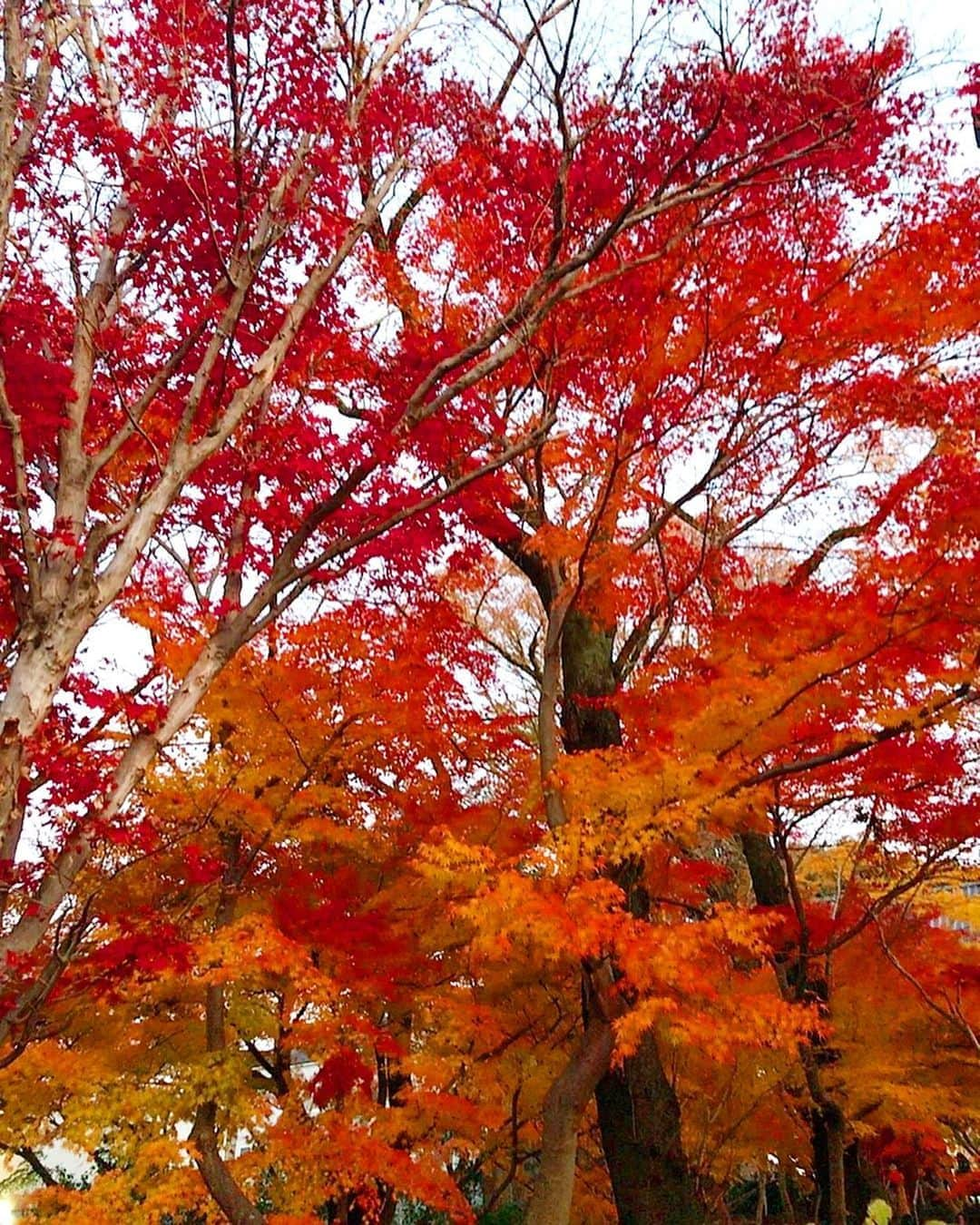 ゆうかさんのインスタグラム写真 - (ゆうかInstagram)「🍁本土寺にきたー！🍁﻿ 週末は綺麗な紅葉が見たくて、﻿ 子供達と行ってきた〜☺️💕💕﻿ ﻿ もう暗くなるっていうのに人がいっぱい‼︎❤️﻿ ﻿ 晴れてる日中だったら、もっときれいだっただろうな☺️✨✨﻿ ﻿ #本土寺 #紅葉 #紅葉デート #紅葉見頃 #紅葉狩り #紅葉🍁 #紅葉2019 #紅葉の季節 #紅葉スポット#ママコーデ #スカートコーデ #ママ #アラサーコーデ #冬コーデ #冬 #子育て #おしゃれさんと繋がりたい」12月10日 20時47分 - yuuka_japan