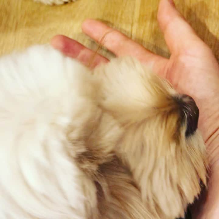 北山陽一のインスタグラム：「まだ味がするらしいw  #きたやまおもち」
