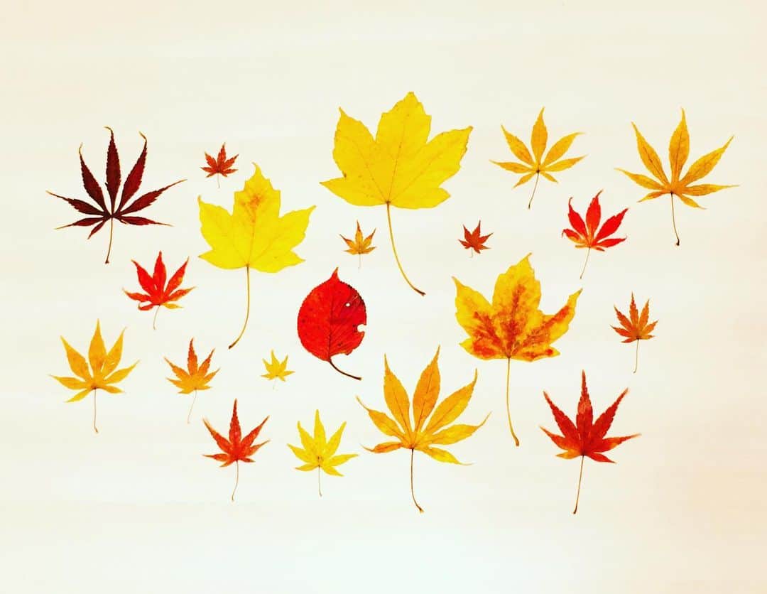 小林千鶴のインスタグラム：「pressed leaves for my baby  #pressedleaves」
