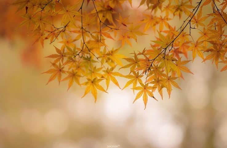 はなまっぷ❁日本の花風景さんのインスタグラム写真 - (はなまっぷ❁日本の花風景Instagram)「🍂🍁はなまっぷの紅葉まつり🍁🍂 * @yoceantoi さんの 紅葉に花まるを💮 * 色とりどりに染まる美しい日本の秋をありがとうございます😊🍁🍂 * 見頃を過ぎている場所もご紹介しています。 お出かけの際はHP等で最新の情報をご確認くださいね🙏🍁 * 🍁•••🍂•••🍁•••🍂•••🍁•••🍂 * 🍂🍁はなまっぷの紅葉まつり🍁🍂 〜紅葉の季節が終わる頃まで #はなまっぷ  のタグの中から、紅葉のお写真をご紹介させていただきます。期間中はランダムに、複数枚投稿でもご紹介させていただく場合がございます。 * #秋#紅葉#風景#はなまっぷ」12月10日 22時16分 - hanamap