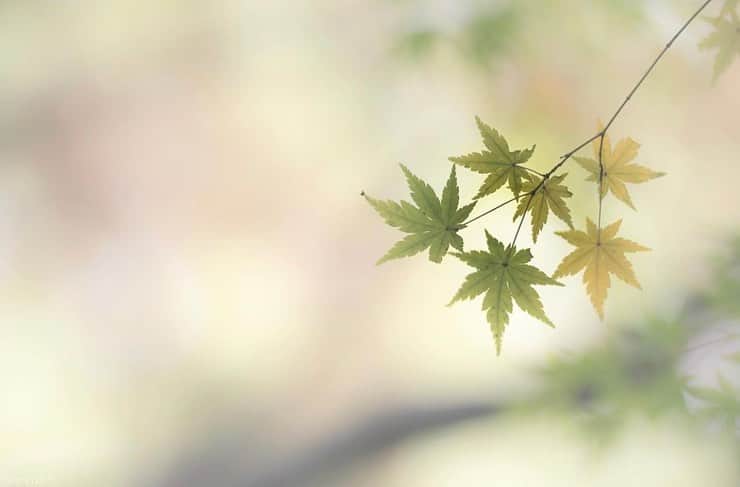 はなまっぷ❁日本の花風景さんのインスタグラム写真 - (はなまっぷ❁日本の花風景Instagram)「🍂🍁はなまっぷの紅葉まつり🍁🍂 * @yoceantoi さんの 紅葉に花まるを💮 * 色とりどりに染まる美しい日本の秋をありがとうございます😊🍁🍂 * 見頃を過ぎている場所もご紹介しています。 お出かけの際はHP等で最新の情報をご確認くださいね🙏🍁 * 🍁•••🍂•••🍁•••🍂•••🍁•••🍂 * 🍂🍁はなまっぷの紅葉まつり🍁🍂 〜紅葉の季節が終わる頃まで #はなまっぷ  のタグの中から、紅葉のお写真をご紹介させていただきます。期間中はランダムに、複数枚投稿でもご紹介させていただく場合がございます。 * #秋#紅葉#風景#はなまっぷ」12月10日 22時16分 - hanamap