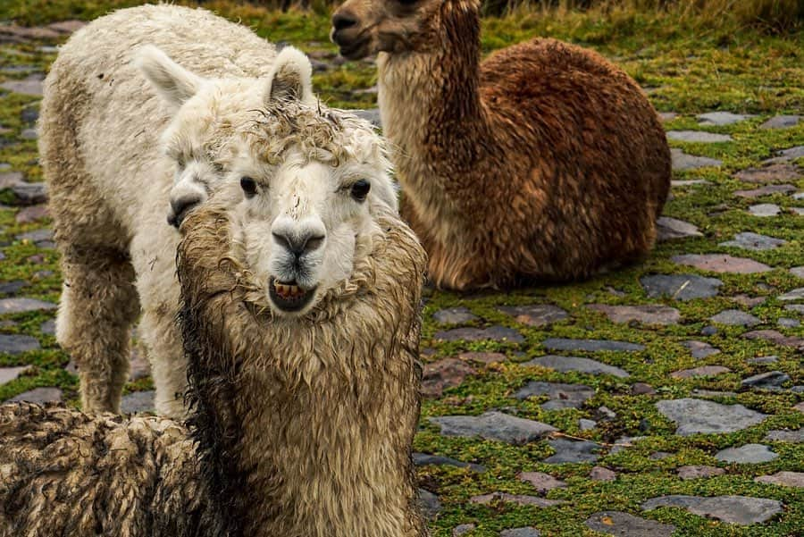 エミリー・ハリントンさんのインスタグラム写真 - (エミリー・ハリントンInstagram)「O EM GEEE this weather is giving my hair some major probllamas. Next time alpaca bottle of product 🤷🏼‍♀️🦙😠 // 🇪🇨 💕」12月10日 23時37分 - emilyaharrington