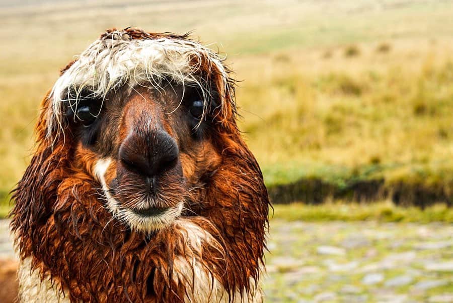 エミリー・ハリントンのインスタグラム：「O EM GEEE this weather is giving my hair some major probllamas. Next time alpaca bottle of product 🤷🏼‍♀️🦙😠 // 🇪🇨 💕」