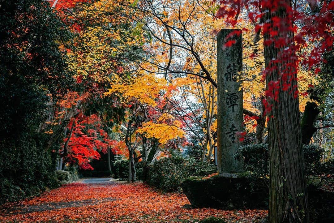 京都いいとこフォトさんのインスタグラム写真 - (京都いいとこフォトInstagram)「. 龍潭寺の紅葉。 山門まで続く静寂な参道。 . Autumn leaves of Ryutanji Temple. A quiet approach to the gate. .​ Location : #龍潭寺 #ryotanji Photo : @kohei713 Date : 2019.11.28 .​ ​」12月10日 23時41分 - kyoto_iitoko