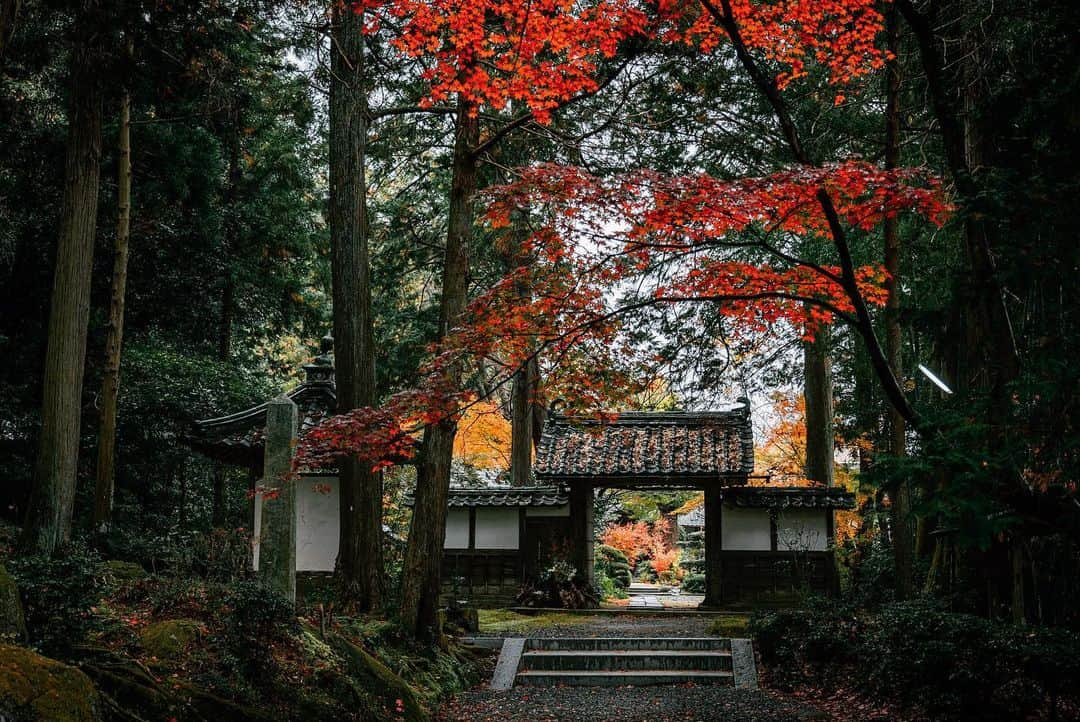 京都いいとこフォトさんのインスタグラム写真 - (京都いいとこフォトInstagram)「. 龍潭寺の紅葉。 山門まで続く静寂な参道。 . Autumn leaves of Ryutanji Temple. A quiet approach to the gate. .​ Location : #龍潭寺 #ryotanji Photo : @kohei713 Date : 2019.11.28 .​ ​」12月10日 23時41分 - kyoto_iitoko