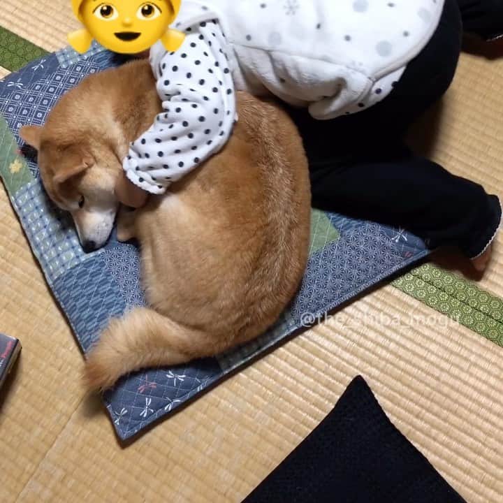 Moguのインスタグラム：「. 今さら毛のこというなんてひどいなの。 #スルーしかないでしょ #ばあばんち 👧Share this cushion with me...Mogu sheds so much hair. . @the_shiba_mogu  #柴犬 #shibainu #shiba#赤柴 #redshiba#犬 #dog#しばいぬ#nannydog#犬と子供#子供と犬#柴犬と子供#柴#赤ちゃんと犬#犬と赤ちゃん#柴犬と赤ちゃん#赤ちゃんと柴犬#柴犬のいる暮らし#子守犬」