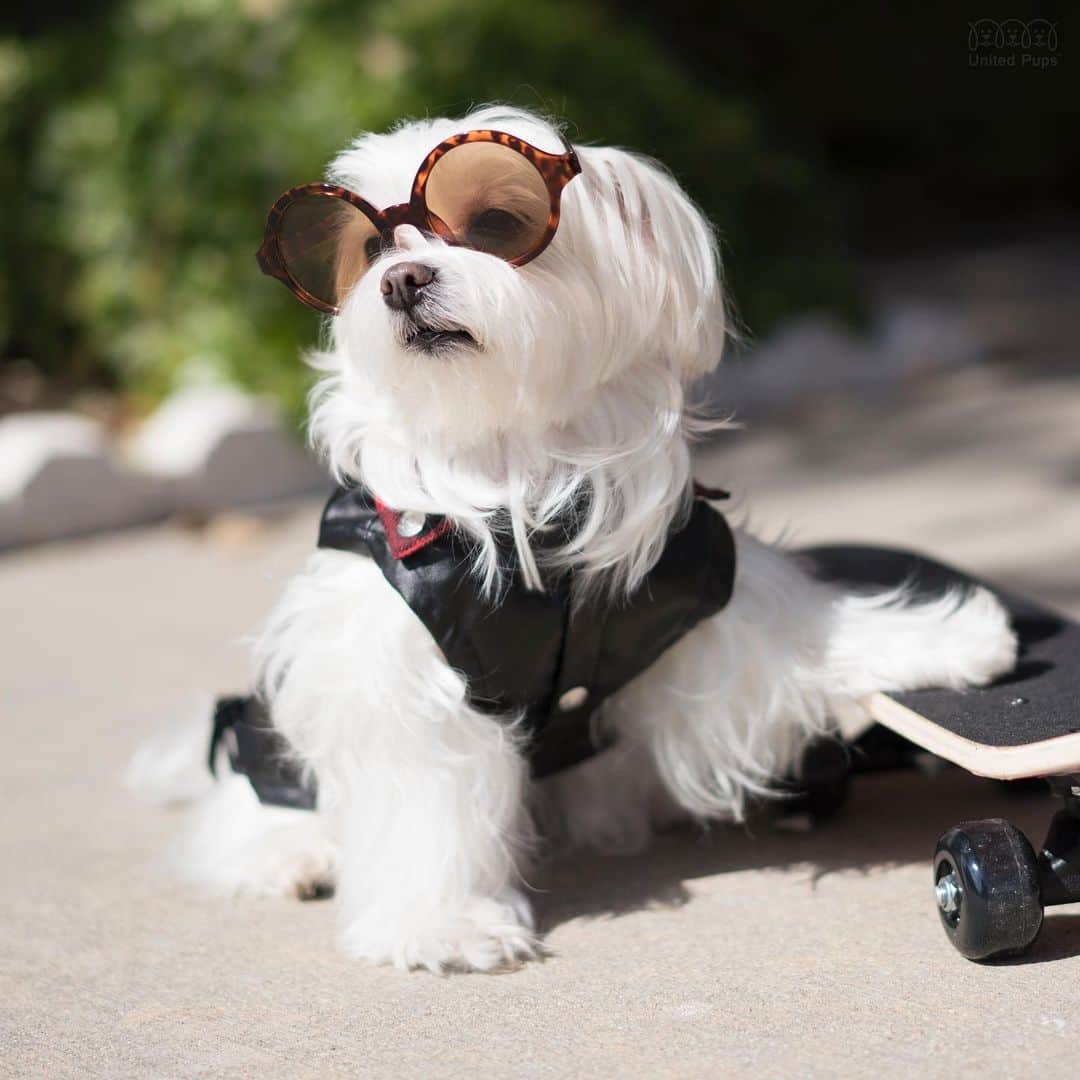hi.arodさんのインスタグラム写真 - (hi.arodInstagram)「I hope this gets her attention...☝️😎 ・・・ #dogwithsunglasses#fashionabledog#leatherjacket#dressedtokill#dogstar#fancydog#skateboard#skaterboy#dogwithstyle#dogwithattitude#stylishdog#maltesestyle#malteseofficia#maltese#malteser#malteselovers#malteselover#maltesedogs#maltesedog#malteselife#whitedog#texasdog#dallasdog#arod#狗 #瑪爾濟斯#말티즈  #マルチーズ」12月11日 0時24分 - hi.arod