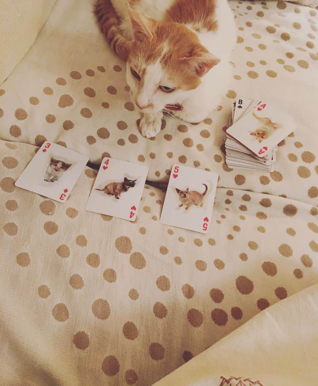 猫沢エミのインスタグラム