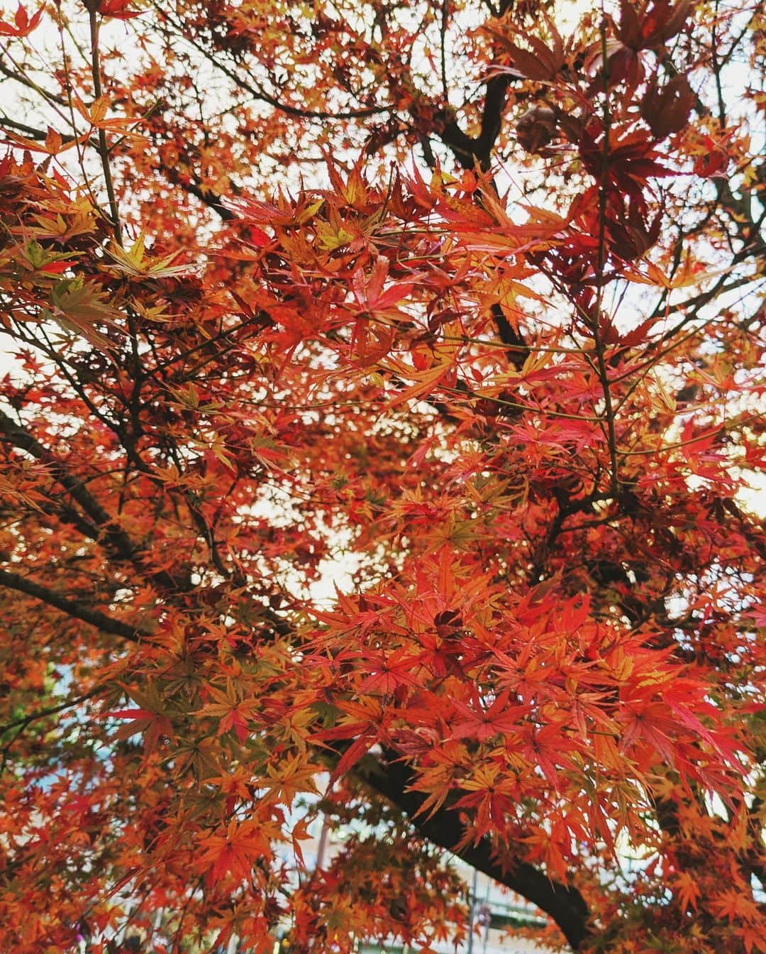 鈴木淳子さんのインスタグラム写真 - (鈴木淳子Instagram)「🍁🍂in KYOTO. 好きな赤。好きな橙。 . なんだか気になって @mienoryu さんの展示を見に行きました。知らない才能に出会うとワクワクしてハッとして、素敵な時間。 . . . #dddギャラリー  #dddgallery #mienoryu  #三重野龍」12月11日 1時35分 - junkosuzuki