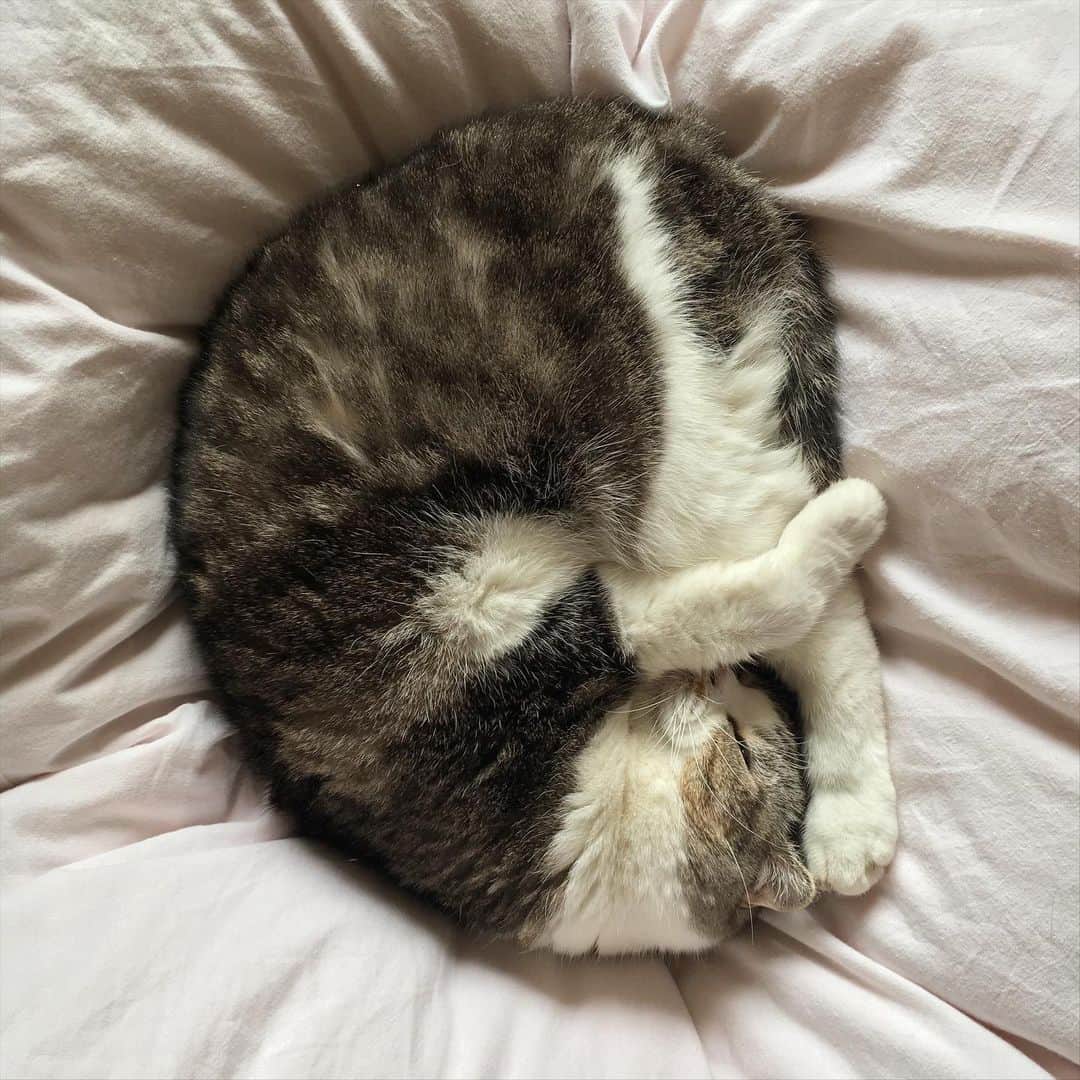 ミツバ&フックのインスタグラム：「寝子 #ilovecat」