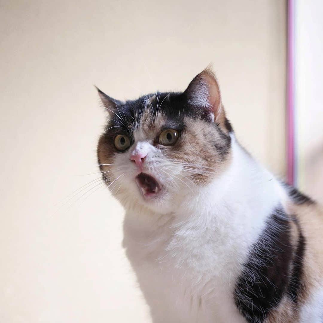 guremikeのインスタグラム：「#cat #cats #neko #cute #lovely #kawaii #natural #simple #catlife #catlovers #catoftheday #catsofinstagram #photooftheday #catstagram」