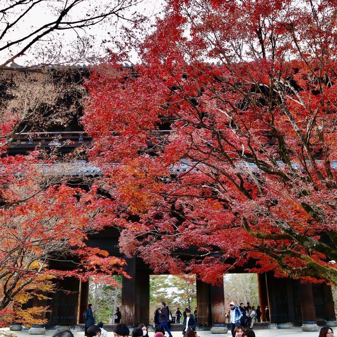 大桃美代子さんのインスタグラム写真 - (大桃美代子Instagram)「そうだ！京都いこう！で、  京都へ。  紅葉の名残りに間に合いました。  京都に行って食べた錦糸モンブラン。🧁🧁 😲😲😲😲😲😲😲😲😲 オーダーしてから、作ってくれるモンブランは和栗使用。  天国の食べ物ってこう言うものなんじゃないかなーと思う一品でした。  詳しくは、12／11日のブログで、、、 プロフィールから飛んでくださいね。  그렇다!  교토 가자!  그리고,  교토에 가서 먹은 지단 몽블랑.  주문 후 만들어주는 몽블랑은 화률 사용.  천국의 음식이라고 이렇게 말하는 것 같은 않을까 -라고 생각 일품이었습니다.  자세한 내용은 12 / 11 일 블로그에 ,,, 프로필에서 날아주세요.  #和栗専門店#紗#錦糸モンブラン#沙織#京都グルメ#行列の店#さをり#モンブラン#京都カフェ#スイーツ好きと繋がりたい #モンブラン好きと繋がりたい#一歩先を歩く#genic_mag #genic_cafe  没错！ 我们去京都吧！ 在  我去京都吃饭的近士勃朗峰。  我们订购后制造的勃朗峰使用日本栗子。  我认为那道菜是天堂的食物。  有关详细信息，请参阅12/11上的博客... 请从您的个人资料飞。#和栗専門店沙織」12月11日 6時40分 - miyoko_omomo