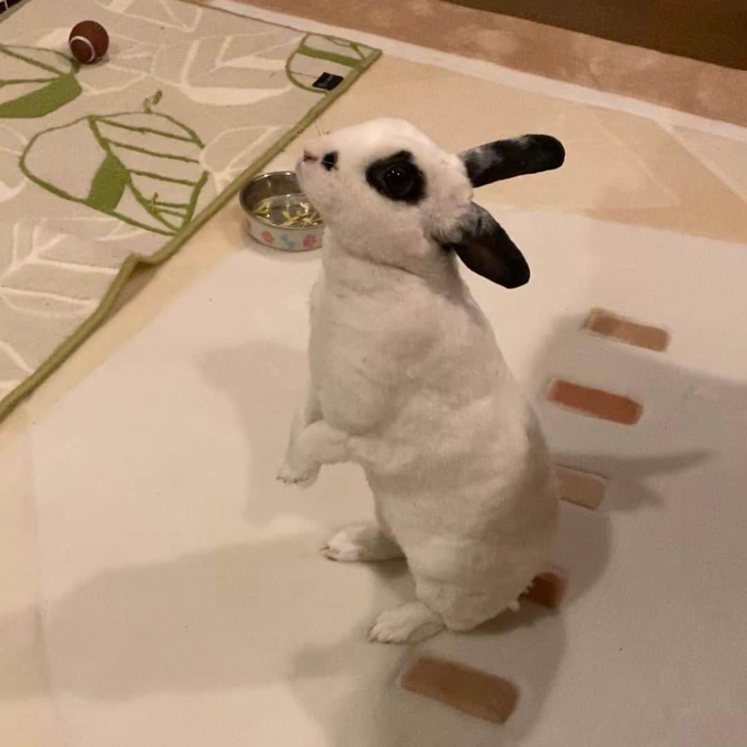 水木一郎さんのインスタグラム写真 - (水木一郎Instagram)「うさぎのハッピーちゃんの立ち姿。いつもシャッターチャンスを逃すけど今回はバッチリZ! #うさぎ #rabbit  #ハッピーちゃん  #happy  #なに見てんのかな  #立ち姿が可愛い  #水木一郎  #ichiromizuki」12月11日 7時05分 - ichiromizuki