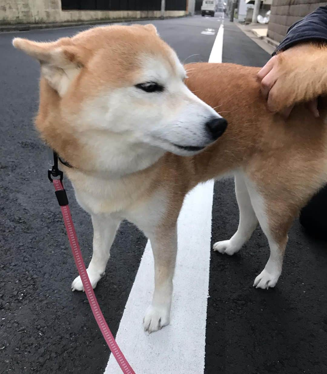 柴犬のモモさんのインスタグラム写真 - (柴犬のモモInstagram)「おはようございます。大好きなお友達ワンコのお姉さんに撫で撫でされて #ヒコーキ耳 なモモさん。でも撫でられすぎるとガウッとしてしまうので、心の中で「黒ひげ危機一発かよ」と思いました #いぬ #イヌ #犬 #柴犬 #赤柴 #日本犬 #犬バカ部 #ふわもこ部 #いぬら部 #癒しわんこ #柴犬マニア #犬のいる暮らし #口角キュキュッと部 #shiba #shibainu #shibadog #dogstagram #dogsofinstagram #shibastagram #shibasofinstagram #shibamania #inu #instadog #toyota_dog」12月11日 8時00分 - shi_ba_i_nu_momo