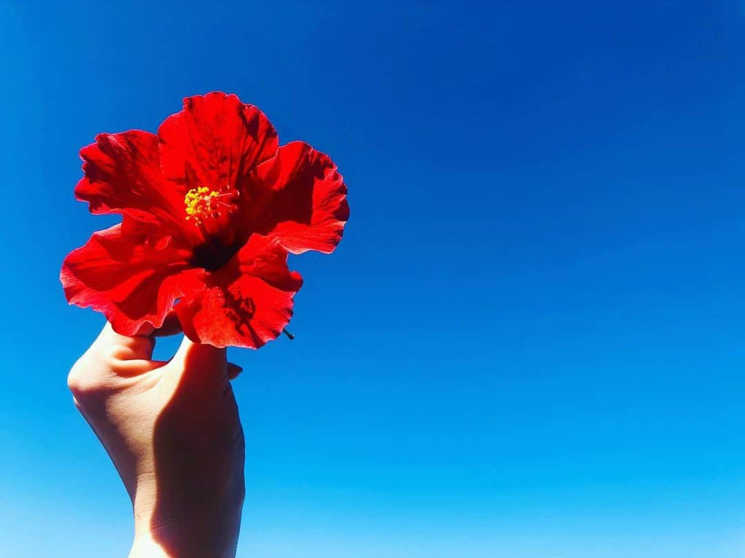 立花サキさんのインスタグラム写真 - (立花サキInstagram)「快晴の空とハイビスカスの相性が最高🌺  #hawaii #northshore #ハイビスカス」12月11日 9時18分 - tachibanasakichaso