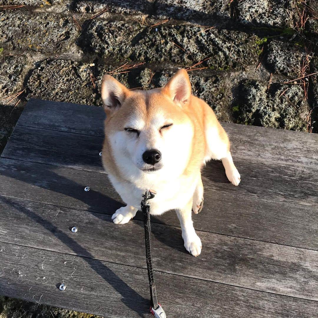マル子さんのインスタグラム写真 - (マル子Instagram)「お散歩後半、帰りたくないお嬢様を説得。 話を聞いていると思いきや、やはり目が細くなる😂  #マル子  #柴犬  #shiba」12月11日 10時00分 - tomikago